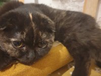 SCOTTİSH SHORTHAİR KEDİSİ