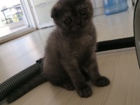 Scottish fold dişi karnesi bile hazır