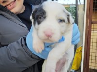Sağlıklı safkan border collie yavrular