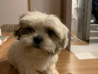 ÜST KALİTE SHIH-TZU YAVRU İSTEYENE