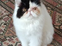 Persian dişi 8 aylık