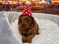 Toy poodle dişi ve erkek yavrumuz