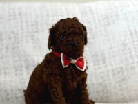 Toy Poodle Yavrularımız
