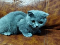 MUHTEŞEM GÜZELLİKTE BRİTİSH SHORTHAİR YAVRULARIMIZ