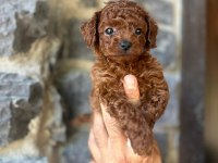 Brownie toy poodlecıklar