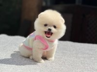 Orjinal Pomeranian no yavrumuz lülü