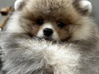 3.5 aylık dişi pomeranian köpeğimiz
