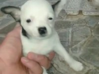 Irk ve sağlık garantili chihuahua yavrular