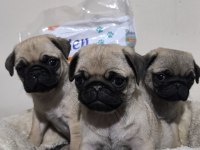 A Kalite Mini Boy Sıfır Burun Pug Mops Yavrular