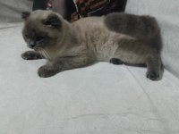 1.5 yaşın da scottish fold aşıları yapılmış