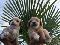 Toy poodle yavrular