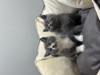 British shorthair bi color ve blue point bebek