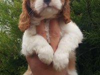 Orjinal cavalier king charles yavrularımız
