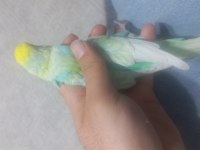 2 adet renk güzeli muhabbet kuşu