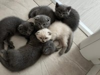 Scottish fold yavrularımız sahiplendirilecektir