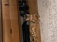 SAF GOLD BENGAL KEDİSİ