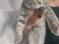 British shorthair erkek 28 nisan doğumlu