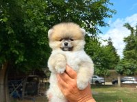 Yavru Pomeranian Boolarımız