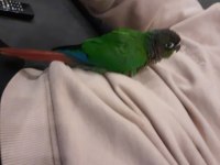 2 AYLIK ELE ALIŞIK KONUR PAPAĞANI