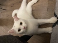 2 aylık british shorthair yavrular yuvalarını bekliyor