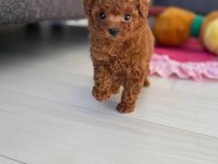 Toy Poodle Orjinal Yavrular İçin Arayabilirsiniz