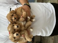 Orijinal sağlıklı aşılı maltipoo