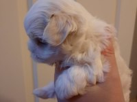 Şecereli Kore Maltese