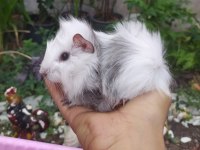 Erkek uzun tüy yavru guinea pigler
