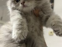 Yavru British Longhair