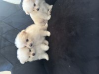 Alanya Pomeranian Boo Köpeğimiz