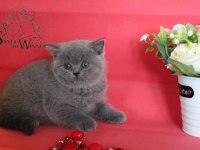 BRİTİSH SHORTHAİR YAVRULARI
