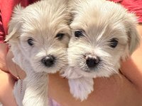 Orjinal maltese terrier bebekleri