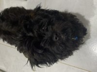 UYGUN 3,5 AYLIK MALTİPOO