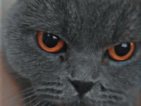 Makul british shorthair sahiplendirme