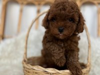 Toy poodle bebekler