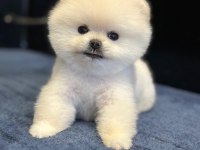 TEDDY SURAT POMERANİAN BOO YAVRULAR