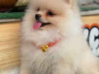 Premium Pomeranian Boo