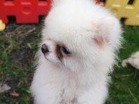 Pomeryan Boo ayı surat erkek