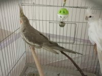 UYGUN SULTAN PAPAĞANI ALBİNO GREY