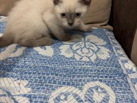 Scottish fold blue point bebekler