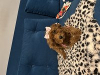 Dişi toy poodle bebişler