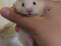 Saf teddy yavru hamster (açıklama)