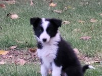 İNGİLTERE İSKOÇYA KÖKENLİ BORDER COLLIE YAVRULARI