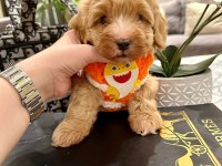 Maltipoo 4 aylık aşılı kimlikli evinizin neşesi
