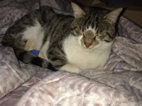 DEPREMZEDE ENGELLİ KAHRAMAN KEDİ