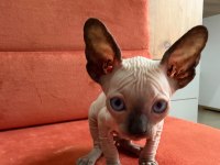 NADİR SPHYNX