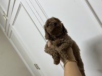 Sevecen tatlı poodle bebişler