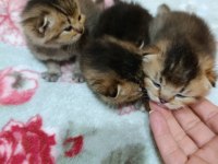 Safkan evde bakılan scottish fold yavrular