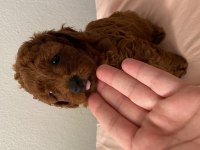 red brown toy poodle dişi