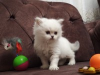 British shorthair ve scottish fold yavrular